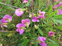 Sphenostylis angustifolia