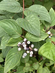 Cornus sericea