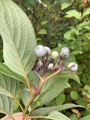Cornus sericea