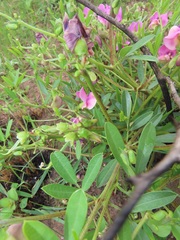 Sphenostylis angustifolia