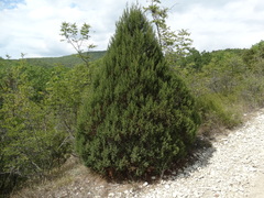 Juniperus foetidissima