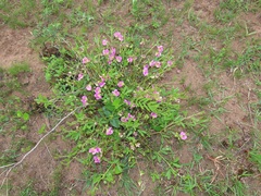 Sphenostylis angustifolia