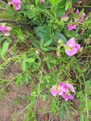 Sphenostylis angustifolia