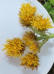 Berkheya umbellata