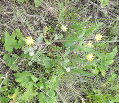 Astragalus dasyanthus