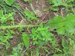 Berkheya umbellata