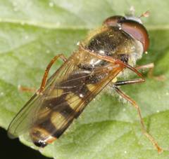 Meliscaeva cinctella