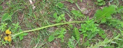 Berkheya umbellata