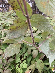 Rubus idaeus