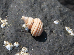 Trichotropis cancellata