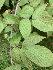 Rubus idaeus
