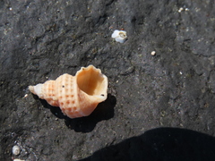 Trichotropis cancellata