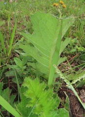 Berkheya umbellata