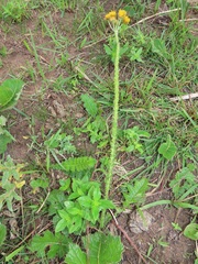 Berkheya umbellata