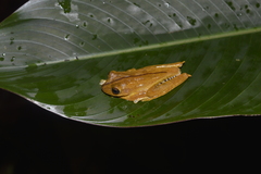 Boana fasciata