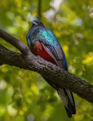 Eared Quetzal photo 3