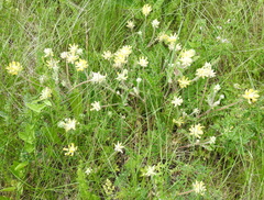 Astragalus dasyanthus