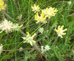 Astragalus dasyanthus