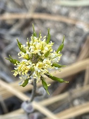 Draba demareei