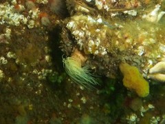 Sagartiogeton undatus