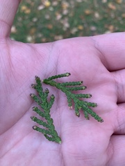 Thuja occidentalis