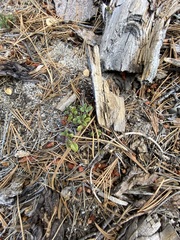 Monardella macrantha macrantha