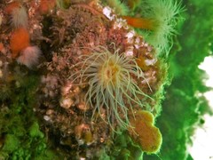 Sagartiogeton undatus