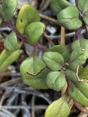 Monardella macrantha macrantha