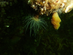 Sagartiogeton undatus