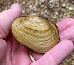 Lampsilis straminea