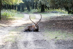 Cervus elaphus italicus