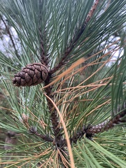 Pinus resinosa