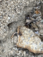 Formica subpolita