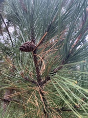 Pinus resinosa