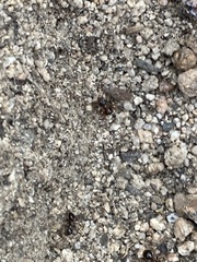 Formica subpolita