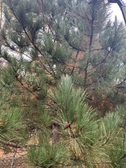 Pinus resinosa