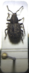 Otiorhynchus porcatus