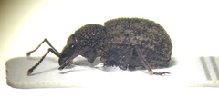 Otiorhynchus porcatus