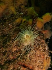 Sagartiogeton undatus