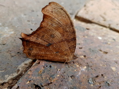 Melanitis leda leda
