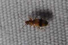 Notoxus calcaratus