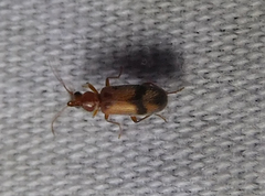 Notoxus calcaratus