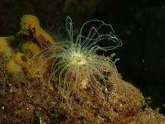 Sagartiogeton undatus