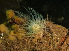 Sagartiogeton undatus
