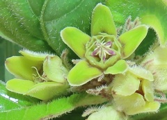 Raphionacme galpinii