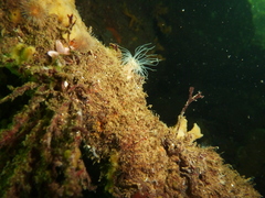 Sagartiogeton undatus