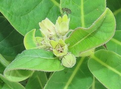 Raphionacme galpinii