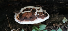 Ganoderma adspersum