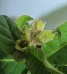 Raphionacme galpinii