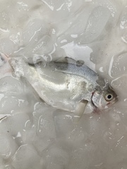 Hyperprosopon ellipticum